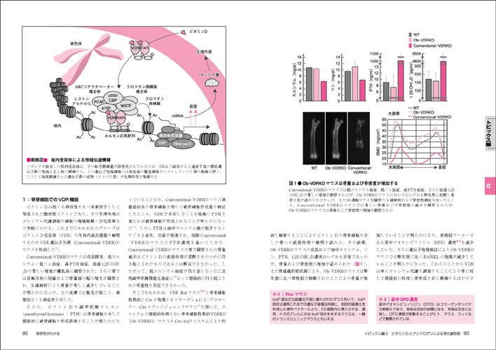 わかる実験医学シリーズ：骨研究がわかる〜シグナル研究から広がる骨代謝と生体制御のクロストーク - 羊土社