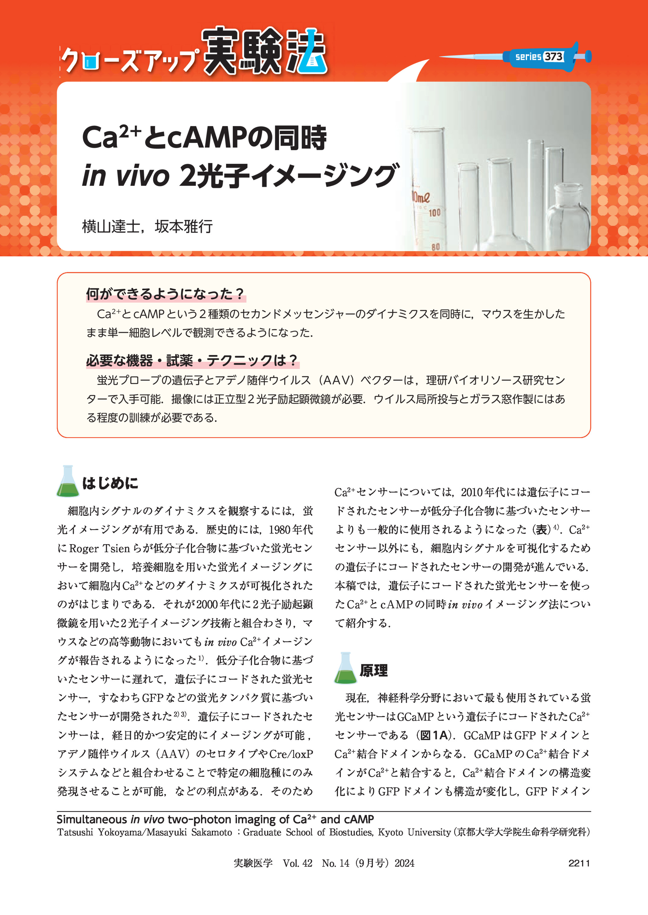 373

Ca2+とcAMPの同時
2光子イメージング
横山達士,坂本雅行

何ができるようになった?
Ca2+と cAMP という 2 種類のセカンドメッセンジャーのダイナミクスを同時に,マウスを生かした
まま単一細胞レベルで観測できるようになった.

必要な機器・試薬・テクニックは?
蛍光プローブの遺伝子とアデノ随伴ウイルス (AAV)ベクターは ,理研バイオリソース研究セン
ターで入手可能.撮像には正立型 2 光子励起顕微鏡が必要.ウイルス局所投与とガラス窓作製にはあ
る程度の訓練が必要である.

はじめに

Ca2+センサーについては,2010 年代には遺伝子にコー

細胞内シグナルのダイナミクスを観察するには,蛍

ドされたセンサーが低分子化合物に基づいたセンサー

光イメージングが有用である.歴史的には,1980 年代

よりも一般的に使用されるようになった(表)4).Ca2+

に Roger Tsien らが低分子化合物に基づいた蛍光セン

センサー以外にも,細胞内シグナルを可視化するため

サーを開発し,培養細胞を用いた蛍光イメージングに

の遺伝子にコードされたセンサーの開発が進んでいる.

2+

おいて細胞内 Ca などのダイナミクスが可視化された

本稿では,遺伝子にコードされた蛍光センサーを使っ

のがはじまりである.それが 2000 年代に 2 光子励起顕

た Ca2+と cAMP の同時

微鏡を用いた2 光子イメージング技術と組合わさり,マ

て紹介する.

ウスなどの高等動物においても

Ca2+イメージン

グが報告されるようになった 1).低分子化合物に基づ
いたセンサーに遅れて,遺伝子にコードされた蛍光セ
ンサー,すなわち GFP などの蛍光タンパク質に基づい
たセンサーが開発された

イメージング法につい

2)3)

.遺伝子にコードされたセ

原理
現在,神経科学分野において最も使用されている蛍
光センサーはGCaMP という遺伝子にコードされたCa2+

ンサーは ,経日的かつ安定的にイメージングが可能 ,

センサーである(図 1A)
.GCaMP は GFP ドメインと

アデノ随伴ウイルス(AAV)のセロタイプや Cre/loxP

Ca2+結合ドメインからなる.GCaMP の Ca2+結合ドメ

システムなどと組合わせることで特定の細胞種にのみ

インが Ca2+と結合すると,Ca2+結合ドメインの構造変

発現させることが可能,などの利点がある.そのため

化により GFP ドメインも構造が変化し,GFP ドメイン

Simultaneous

two-photon imaging of Ca2+ and cAMP

Tatsushi Yokoyama/Masayuki Sakamoto :Graduate School of Biostudies, Kyoto University(京都大学大学院生命科学研究科)

実験医学 Vol. 42 No. 14(9 月号)2024

2211