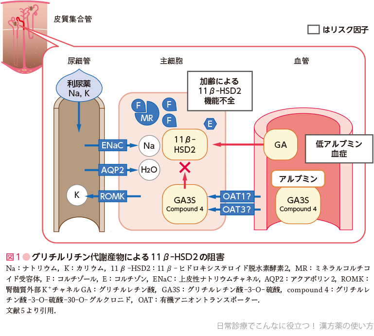 図1●グリチルリチン代謝産物による11β-HSD2の阻害