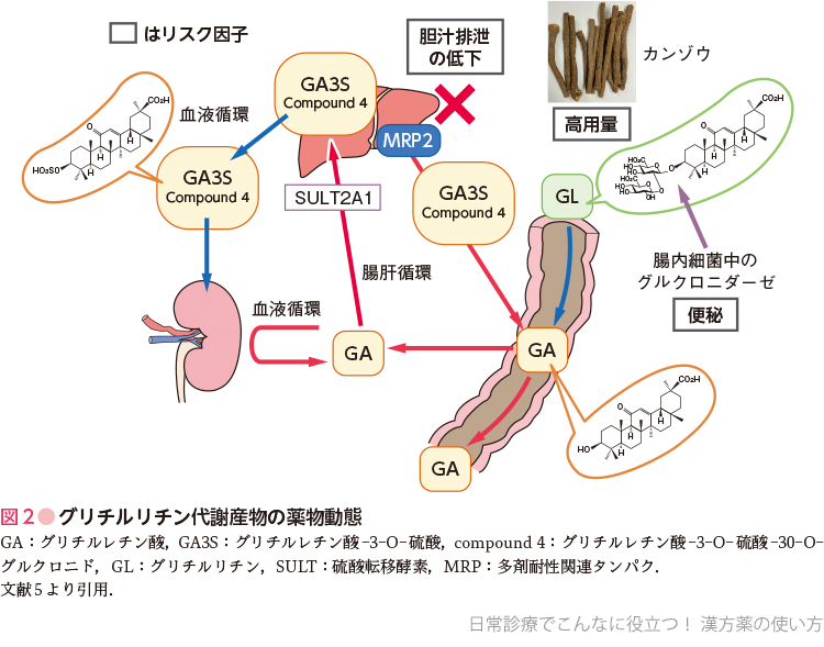 図2●グリチルリチン代謝産物の薬物動態