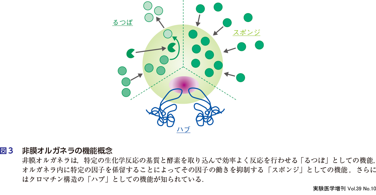 オルガネラ