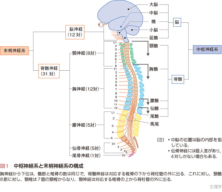 図1　中枢神経系と末梢神経系の構成