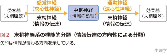 図2　末梢神経系の機能的分類（情報伝達の方向性による分類）