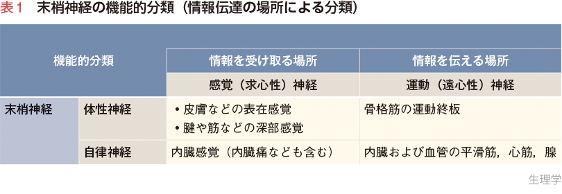 表1　末梢神経の機能的分類（情報伝達の場所による分類）